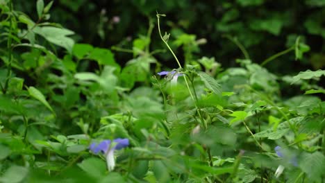 beautiful view of fresh purple flowers grown amidst green bushes