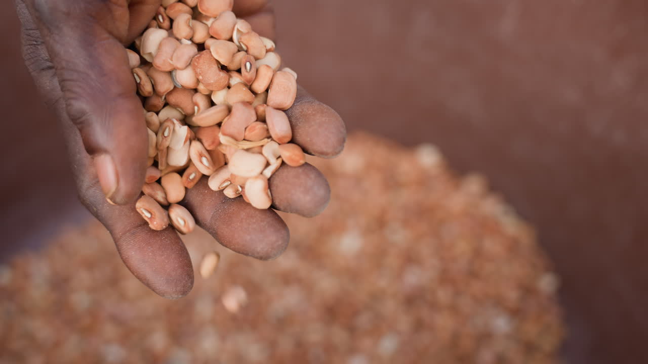 Closeup black farmer hand holding peanuts inspecting shelled crop in clay bucket textured brown background fingers sifting measuring portion vendor offering cradling harvest under warm natural light