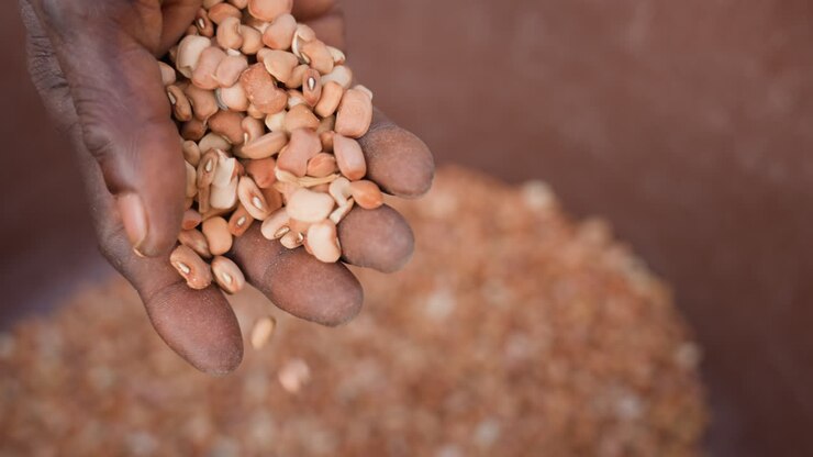Closeup black farmer hand holding peanuts inspecting shelled crop in clay bucket textured brown background fingers sifting measuring portion vendor offering cradling harvest under warm natural light