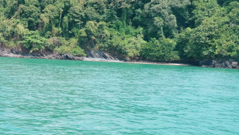 tropical beach with lush forest