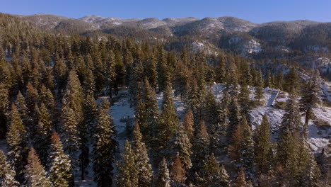 Pull-away-from-Douglas-Fir-trees-on-a-hill-in-the-mountains-in-Lake-Tahoe,-Nevada-with-road-winding-around-revealed-in-the-foreground