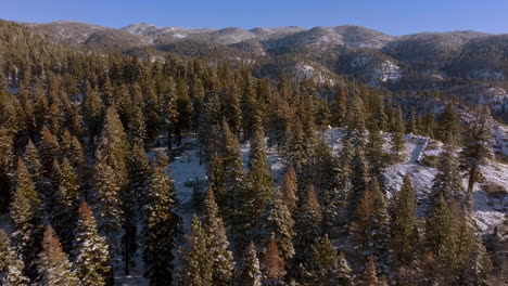pull away from douglas fir trees on a hill in the mountains in lake tahoe, nevada with road winding around revealed in the foreground