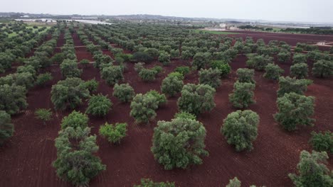 Aerial-landscape-view-of-olive-tree-grove-orchard-on-brown-agriculture-field,-Puglia,-Italy