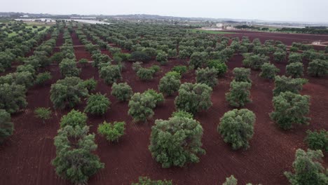 Vista-Aérea-Del-Paisaje-Del-Huerto-De-Olivos-En-El-Campo-De-Agricultura-Marrón,-Puglia,-Italia