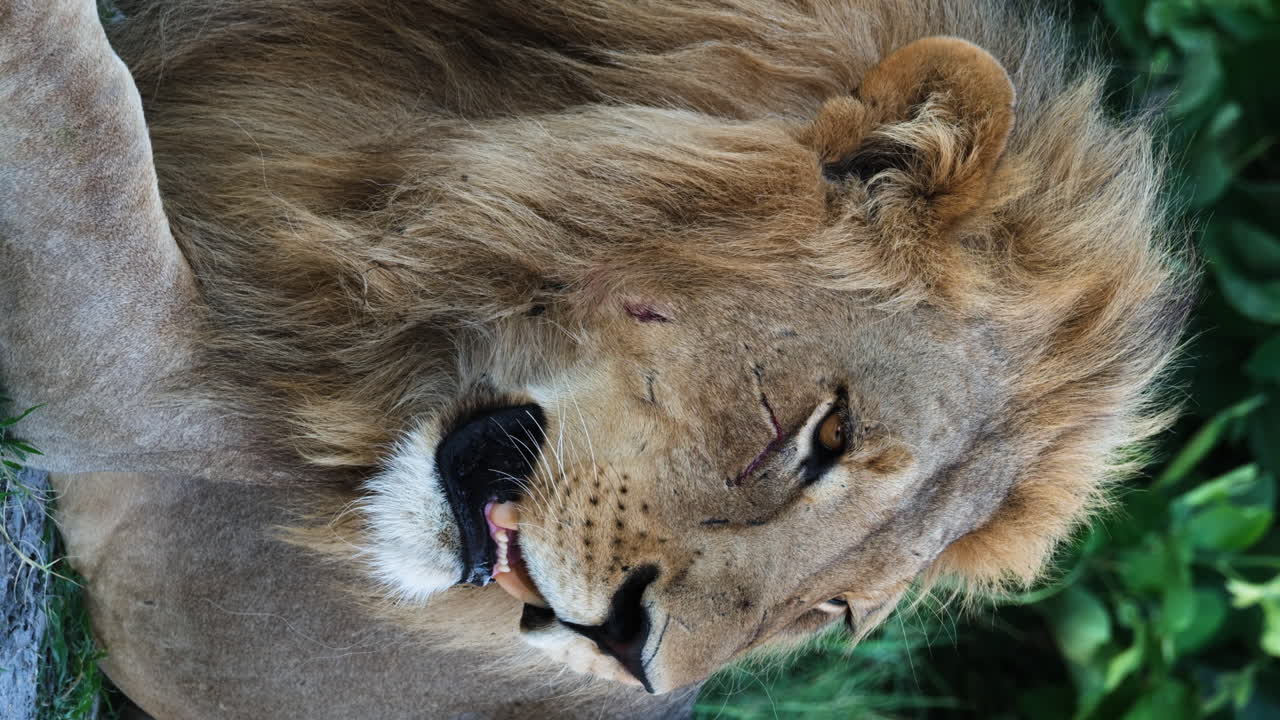Vertikální pohled na líného samce afrického lva v savaně přírodního parku.