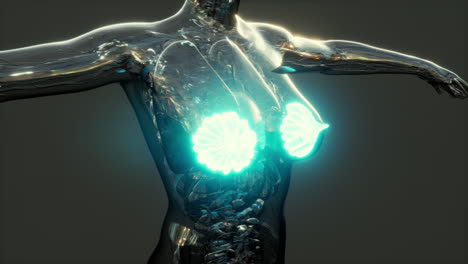 science-anatomy-of-human-body-with-glow-mammary-gland