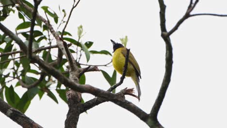 encaramado en una pequeña rama mirando hacia la izquierda mientras mira a su alrededor, bulbul rubigula flaviventris de cresta negra, tailandia