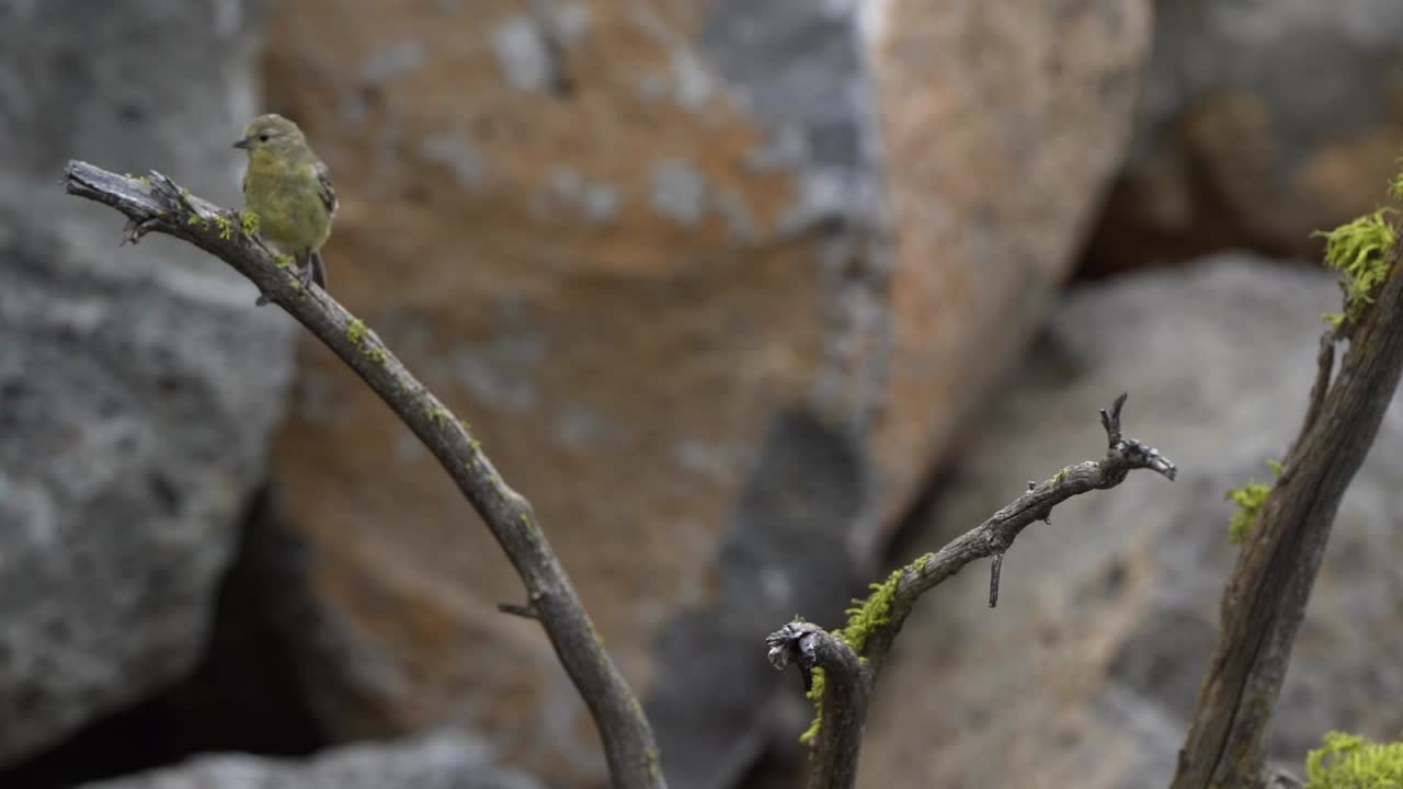 Two lesser goldfinches on a dead branch