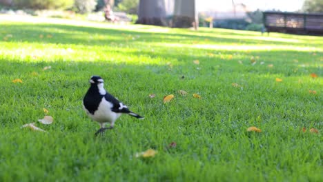 bird walking on grass in melbourne park