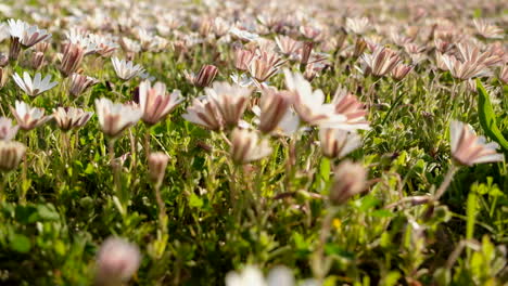 Low-angle-amongst-daisies-swaying-in-breeze,-meadow-in-countryside