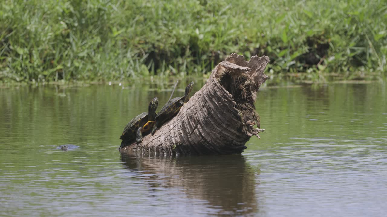 Turtleslounges on a log in a calm marsh, basking under the daylight.