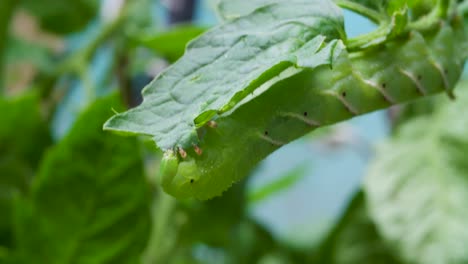 Eine-Raupe,-Die-Eine-Tomatenpflanze-Frisst