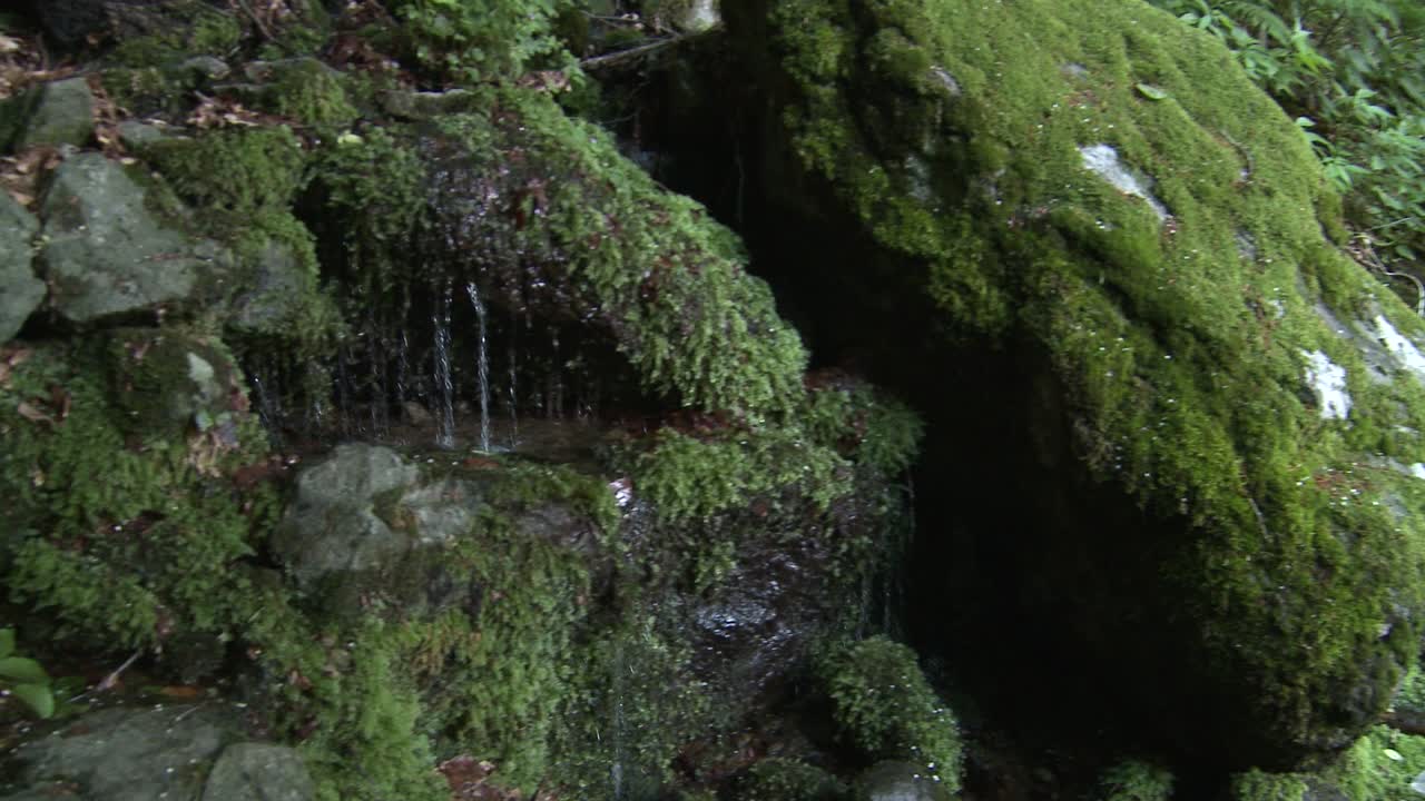 toma panorámica de árboles verdes a un manantial de un pequeño riachuelo en las montañas búlgaras