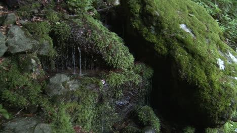 Panning-shot-from-green-trees-to-a-spring-of-a-small-rivulet-in-the-Bulgarian-mountains