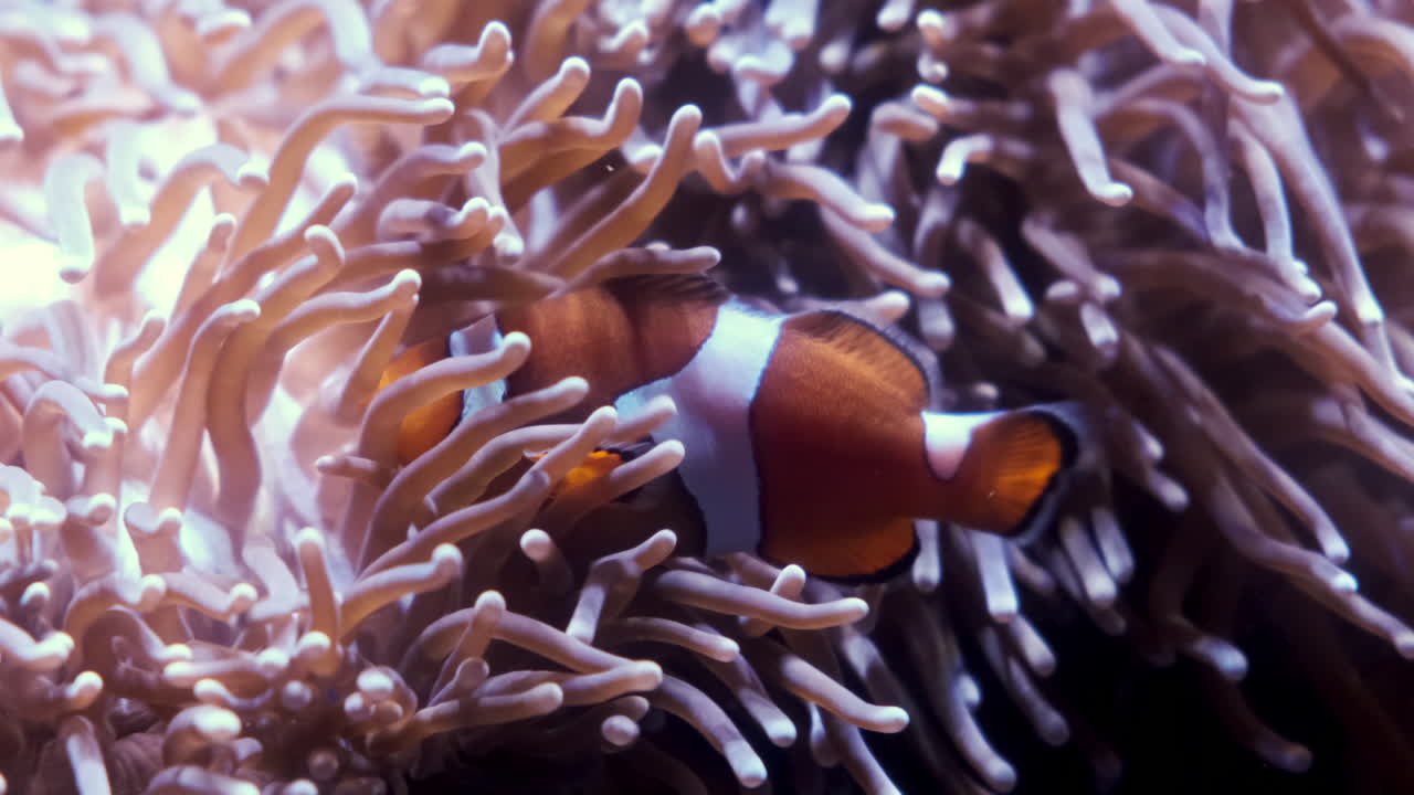 Primo piano di un pesce pagliaccio in una barriera corallina