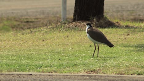 masked lapwing plover on grass by road, cars go past in background