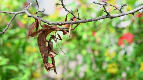 4k close up of australian giant prickly stick insect species known as extatosoma tiaratum hanging from a twig at 30fps