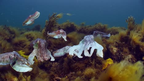 Riesige-Australische-Tintenfische-Sepia-Apama-Migration-Whyalla-Südaustralien-4k-Zeitlupe,-Paarung,-Eier-Legen,-Kämpfen,-Aggregation,-Unter-Wasser