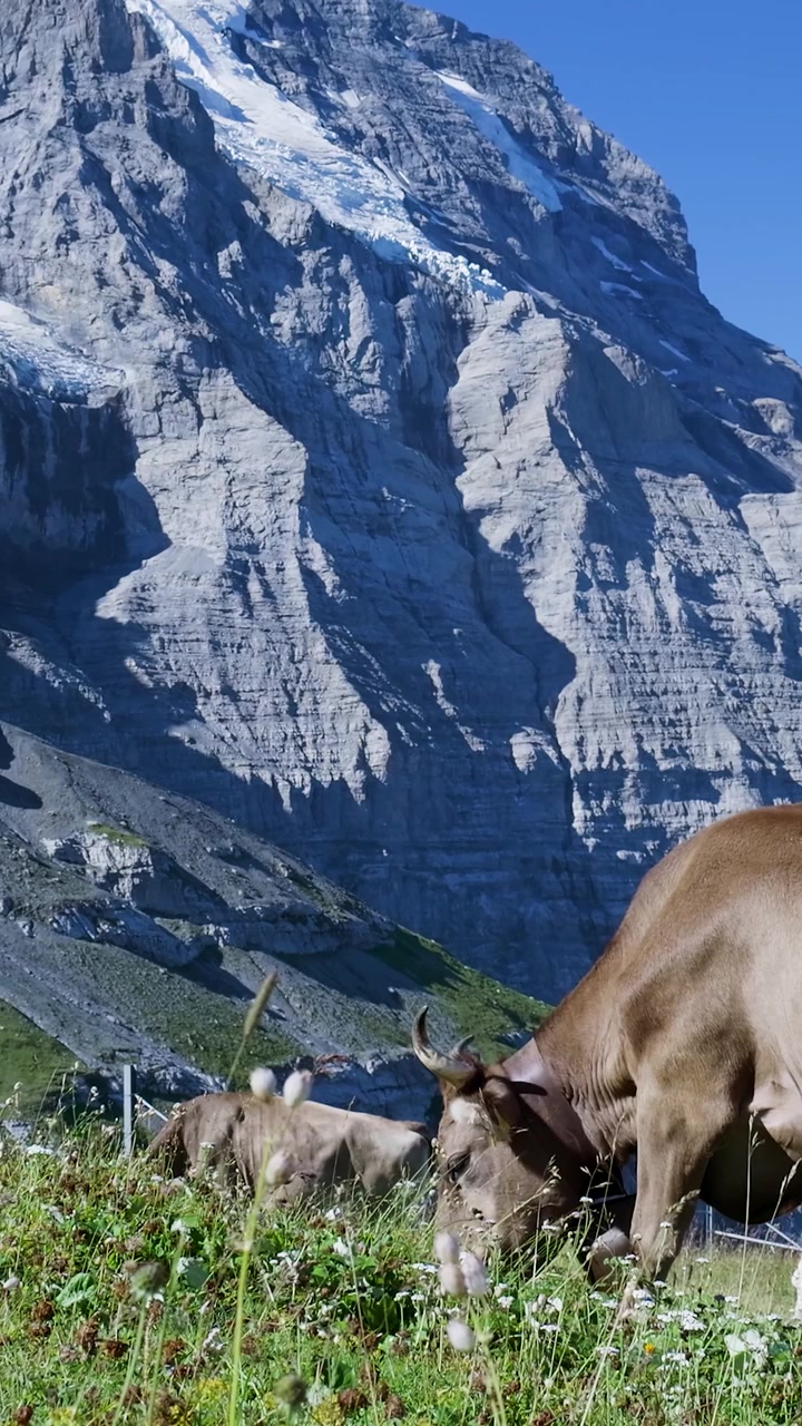 Braune Kuh weidend auf Almwiese mit Bergkulisse