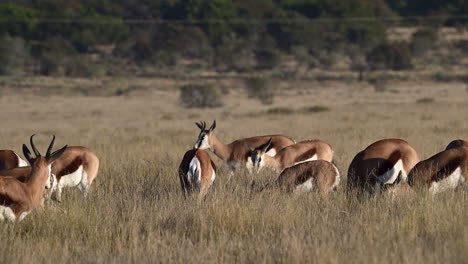 Springbok-herd-grazing-in-early-morninglight,-Mountain-Zebra-N