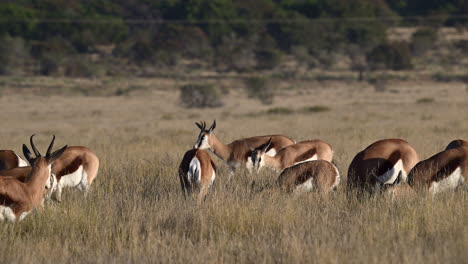 rebaño de springbok pastando en la madrugada, cebra de montaña