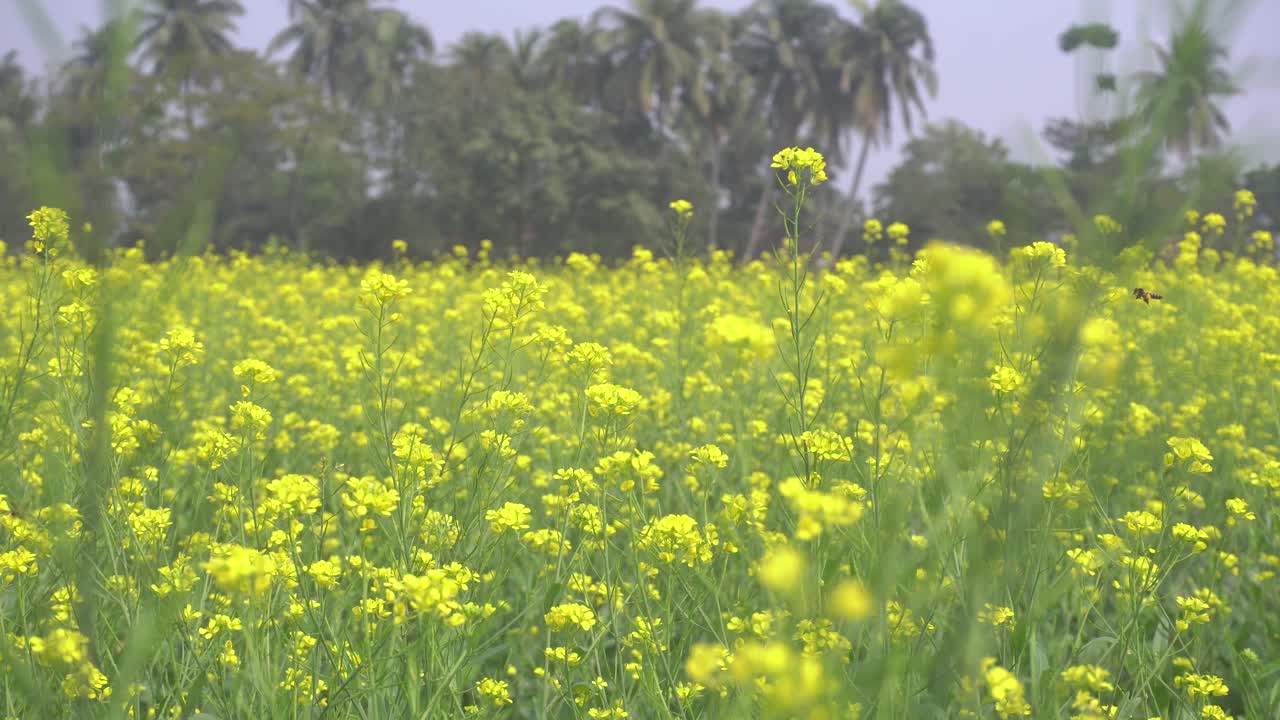 드넓은 들판에 겨자꽃이 피었다