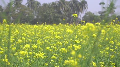 mustard flowers are blooming in the vast field