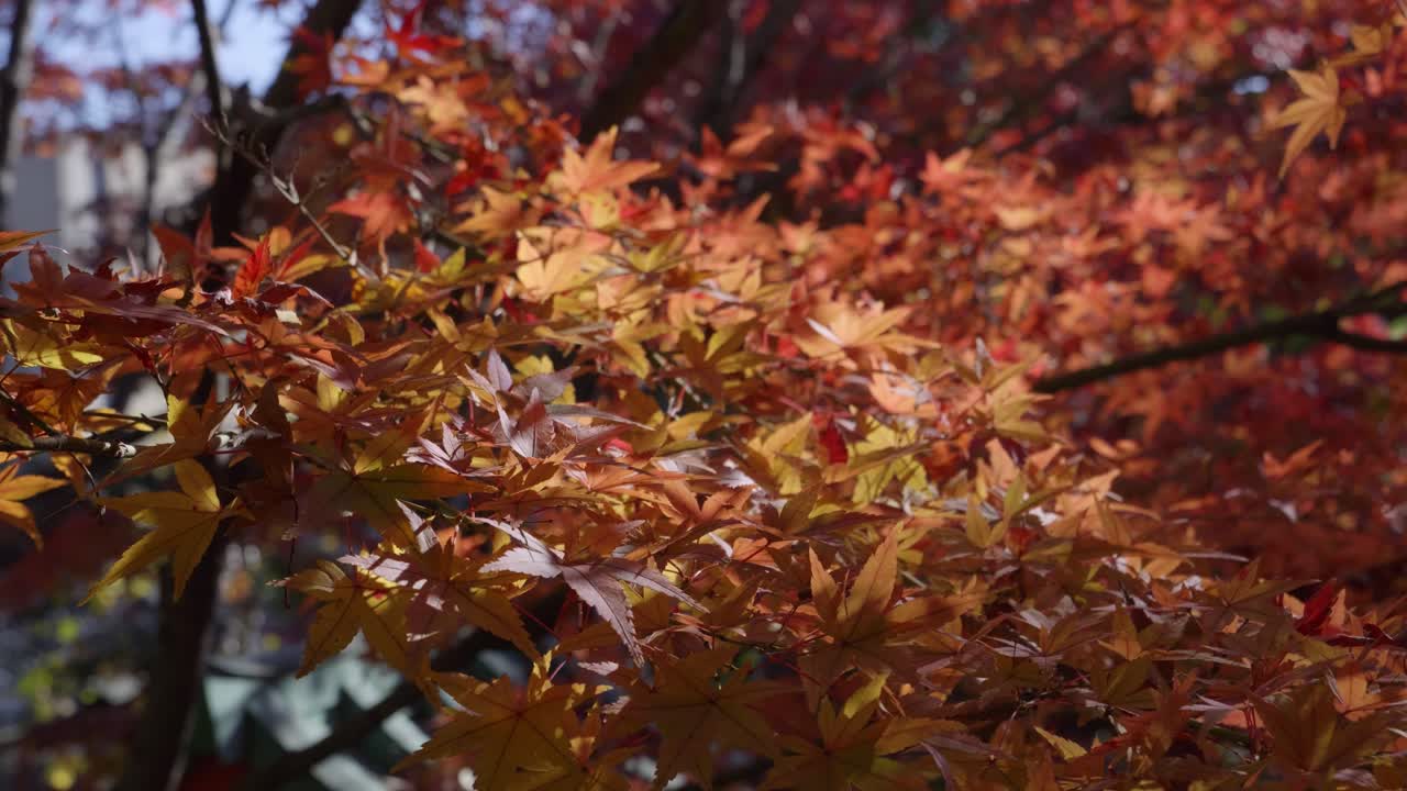 Slow closeup slider shot over maple colored leafs on tree