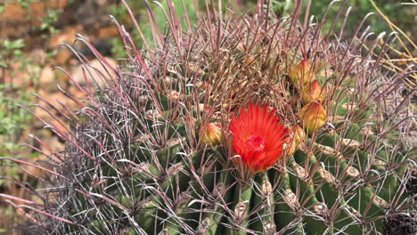 Close-up-Of-Red-Flower-On-A-Late-Blooming-Barrel-Cactus