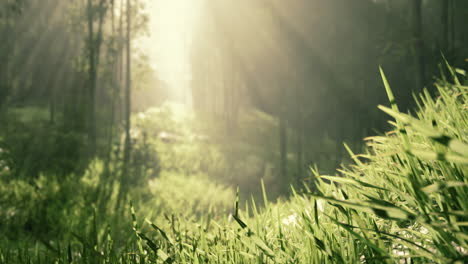 sunbeams streaming through a lush forest