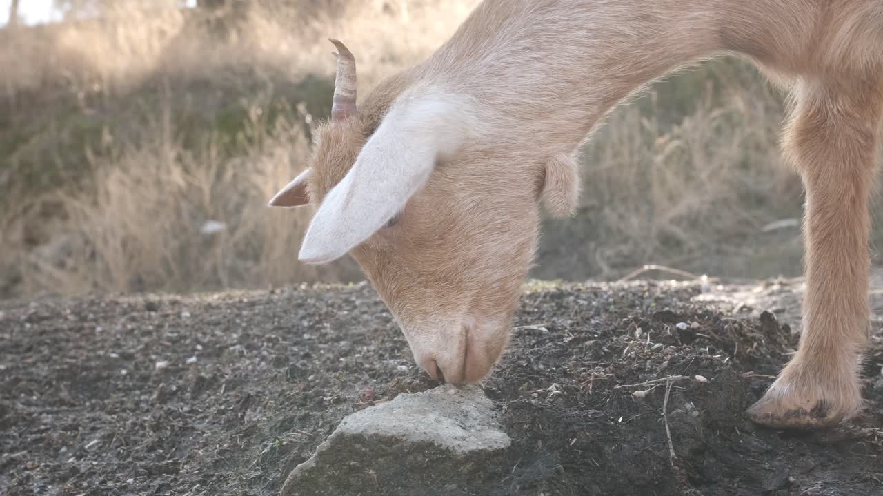 Playful baby goat foraging on the ground at a sunny farm