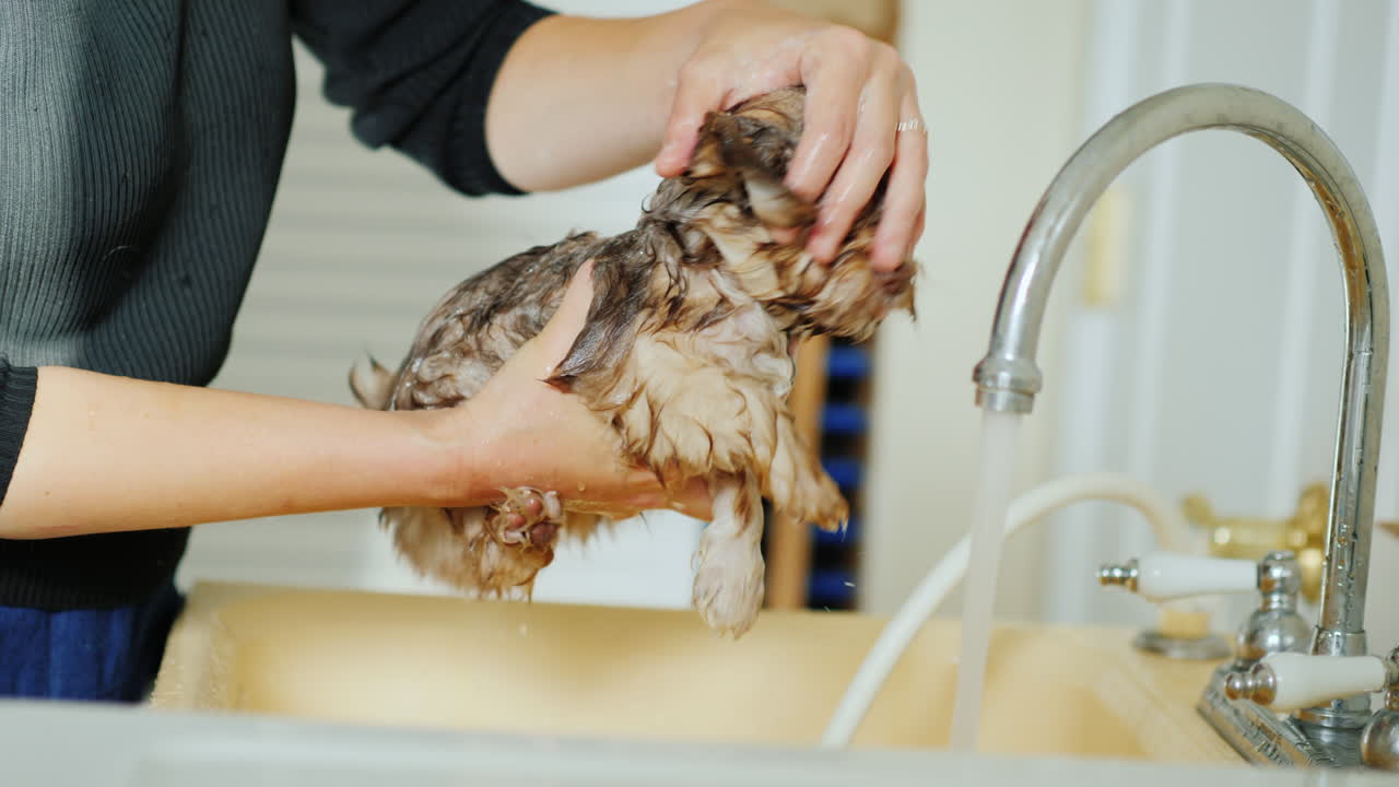 강아지를 씻는 여자