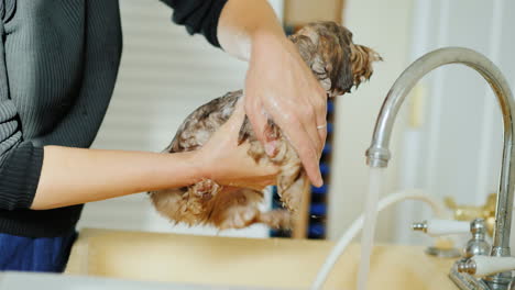 mujer lavando un cachorro