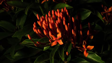 ixora orange cluster of flowers blossoming