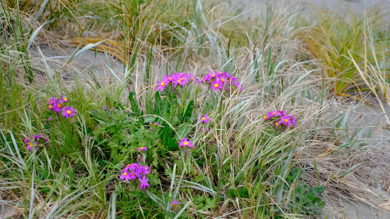 Pink purple wild flowers and grasses in sand dune moving in windy weather of coastal landscape in Wellington, New Zealand Aotearoa