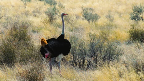 male ostrich in his magnificent plumage spreads wings, leaves behind some droppings and struts away through high grass