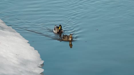 male and female ducks swimming down the edge of the ottawa river bank which is covered in snow