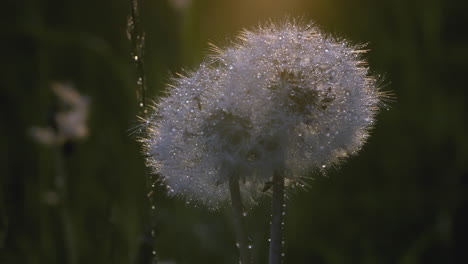 dew-kissed dandelions in sunlight