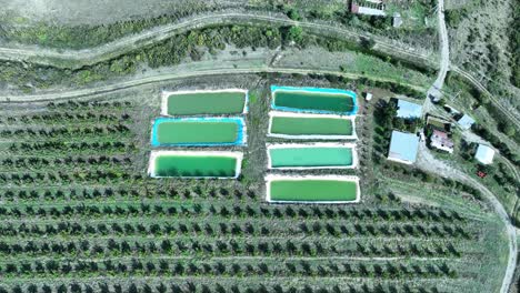 an aerial view of a large agricultural field, featuring several rectangular water basins used for irrigation. the orderly arrangement of the fields and basins indicates efficient farming practices