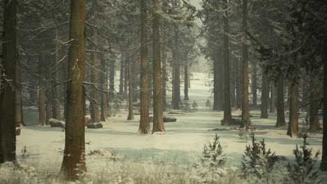 snowy winter forest landscape