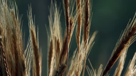 closeup shot of ripe wheat, gently moving in breeze