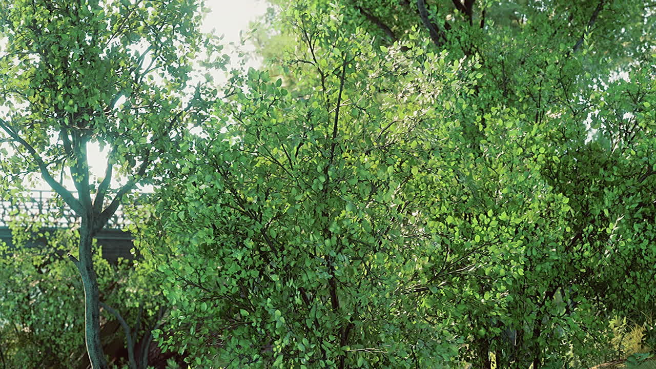 Lush green foliage under bright sunlight near a serene pathway in a park