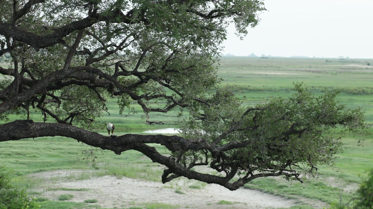 Un'aquila pescatrice africana si nutre di un grosso pesce mentre è appollaiata su un robusto ramo d'albero nel Parco Nazionale Chobe, Botswana