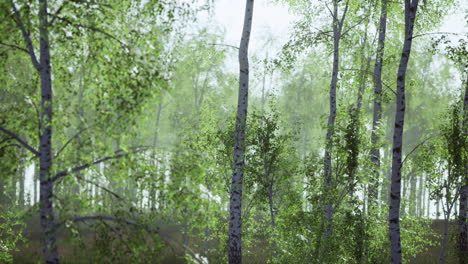 birch grove by a sunny day