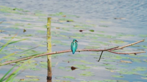 Rearview-of-Kingfisher-perched-on-branch-over-idyllic-pond-in-Friesland-Netherlands,-white-light-colored-feather-stripe-on-back