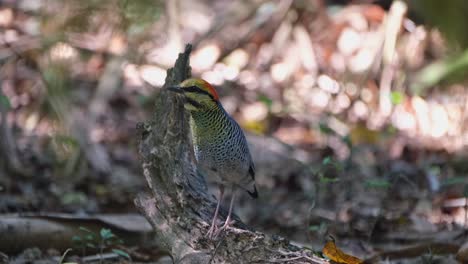 Seen-on-a-rotting-branch-looking-around-then-goes-away-towards-the-front-of-the-camera,-Blue-Pitta-Hydrornis-cyaneus,-Thailand