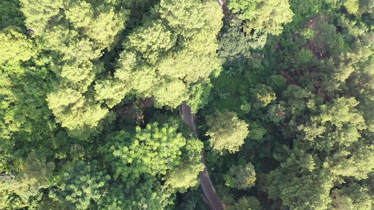 vista aérea de un bosque y un pueblo