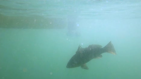 tiro de agua turbia de pescado sheepshead luchando contra el señuelo jig en el océano