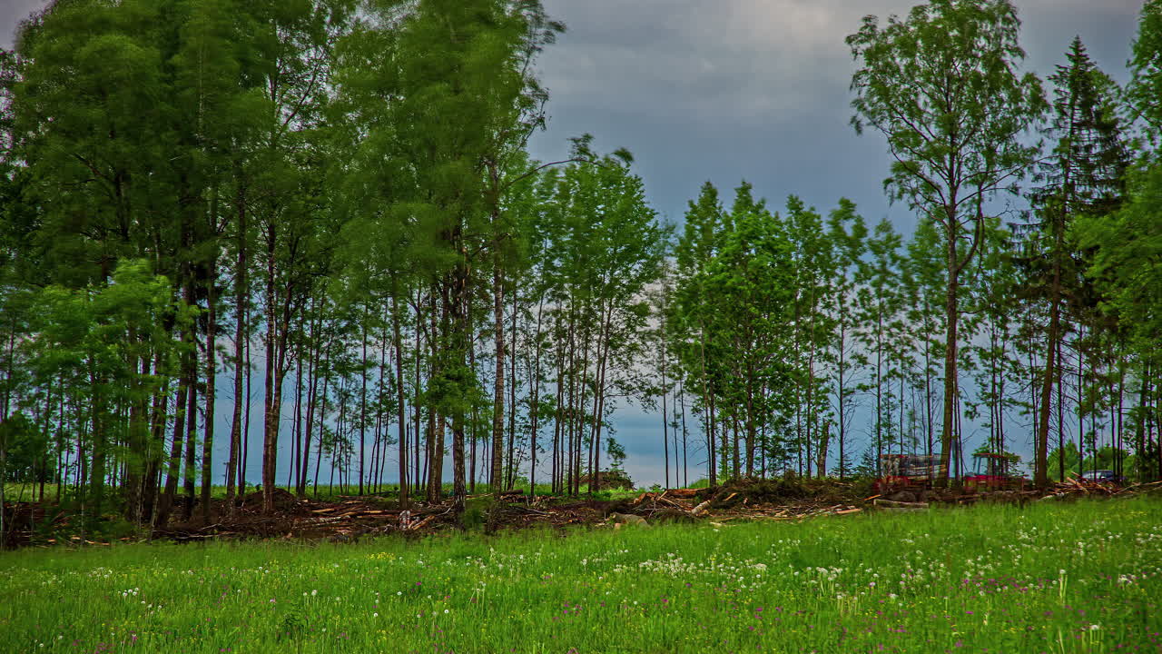 ⁇ 은 날에 시골 시골에서 나무를 자르는 산림 기계 수확기의 정적  ⁇