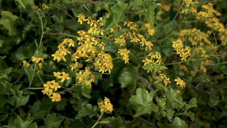 Bunch-of-flowers-of-Roldana-petasitis,-also-known-as-the-velvet-groundsel-or-Californian-geranium,-evergreen-subshrub